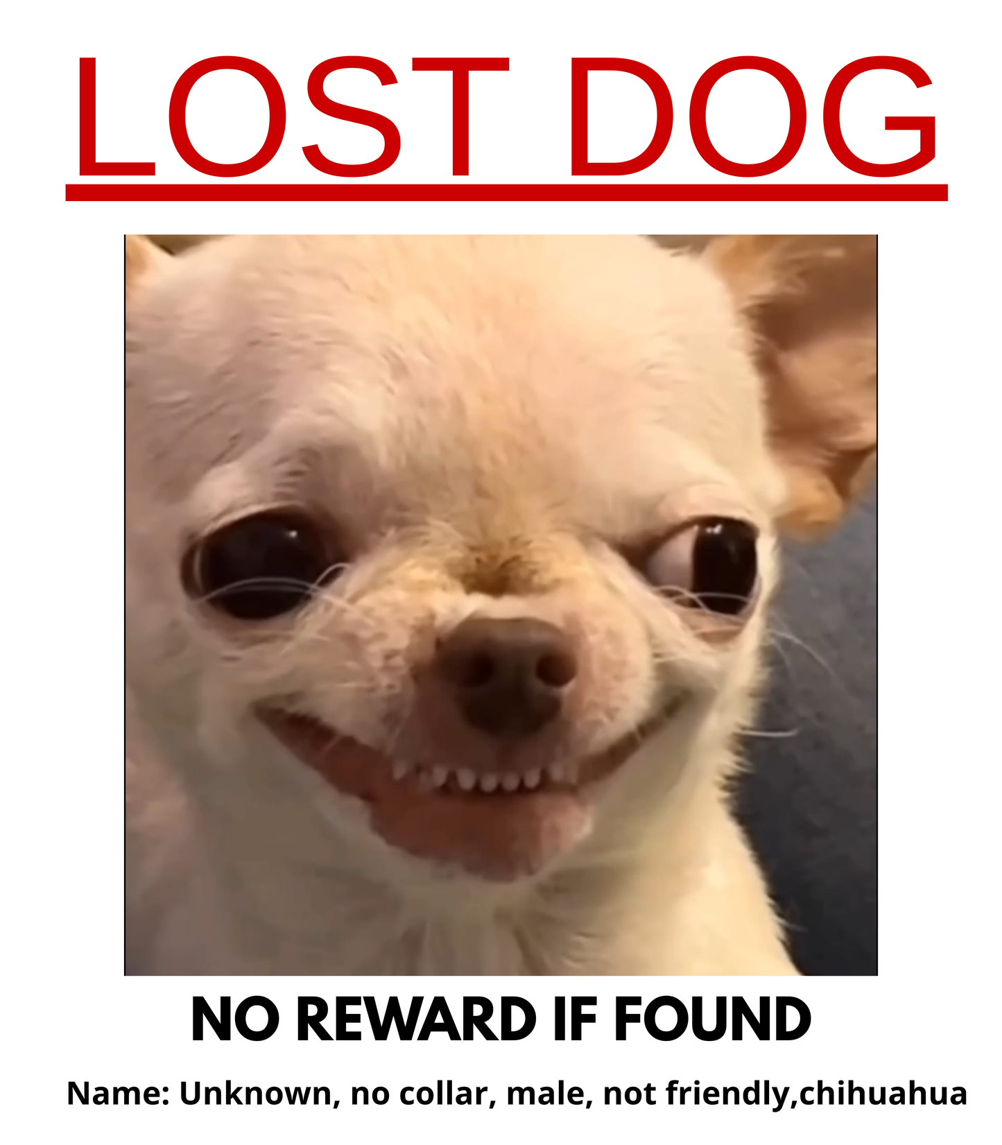 Lost Dog T-shirt